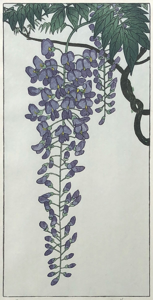 Flowering Wisteria after Koson woodblock print by Claire Cameron-Smith