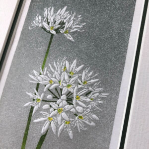 handmade print of two white wild garlic flowers against graded grey background