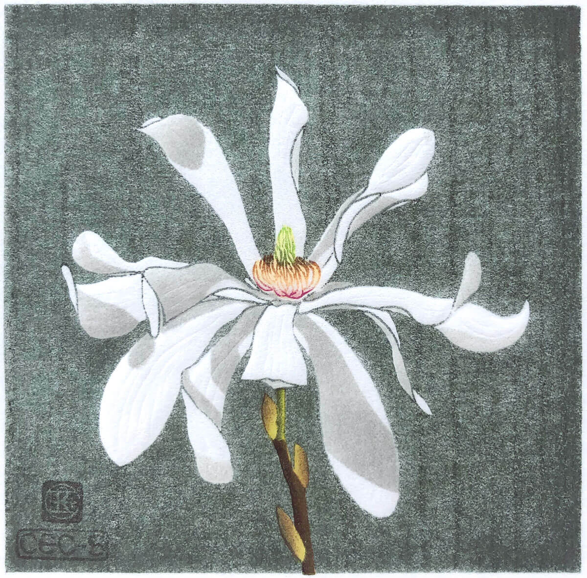 Magnolia Stellata woodblock print by Claire Cameron-Smith