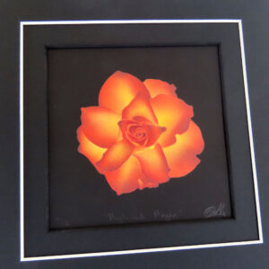 Limited edition hand crafted pochoir artwork of a High and Magic rose